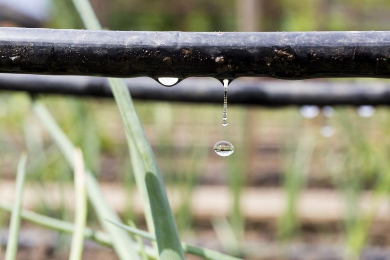 Drip Irrigation Installation