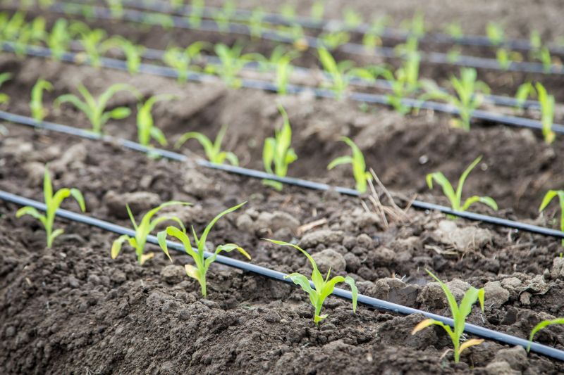 Drip Irrigation Installation
